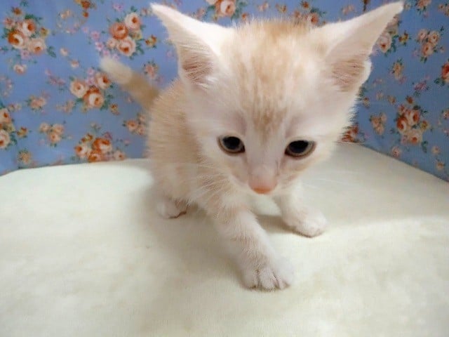 アメリカンショートヘア