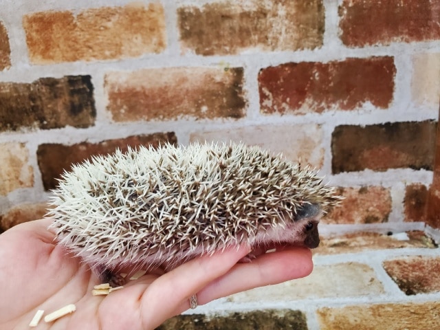 ウニ!?ちくちくハリネズミだよ☆ ハリネズミ(ヨツユビハリネズミ)