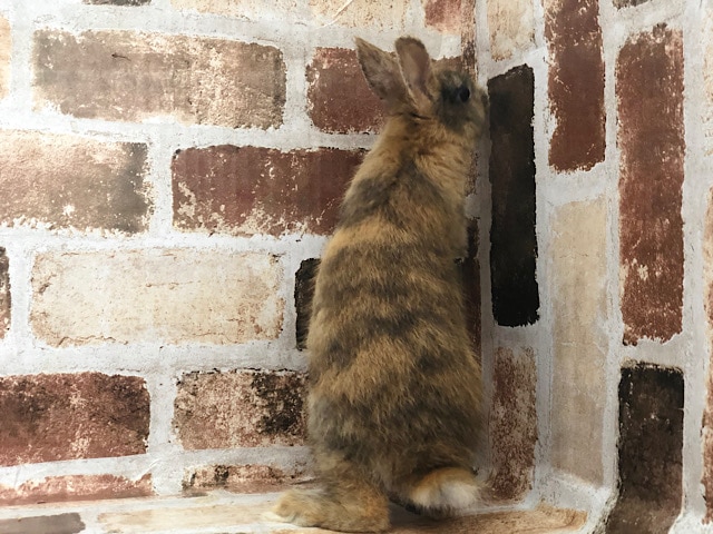 ネザーランドドワーフ