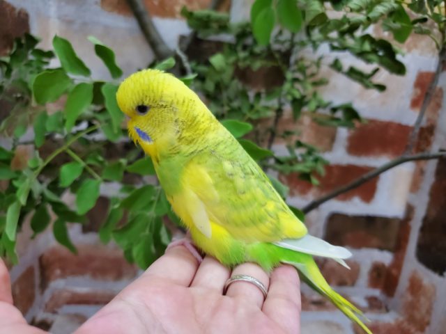 ジャンボセキセイインコ