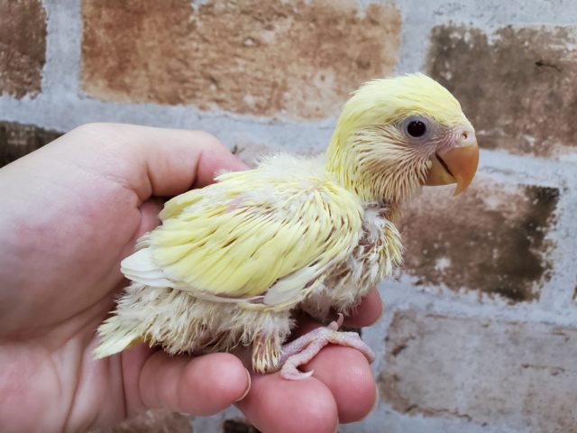 画像更新~!珍!クリーム小桜インコ♪ コザクラインコ(小桜インコ)