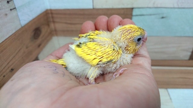 ご飯アピール、ステキです☆ セキセイインコ(ハルクィン)~ セキセイインコ