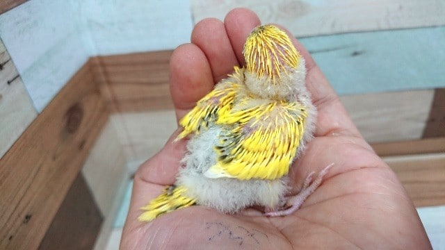 セキセイインコ