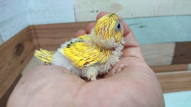 セキセイインコ