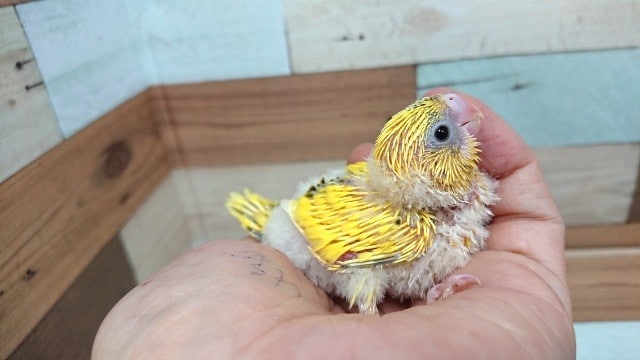 セキセイインコ