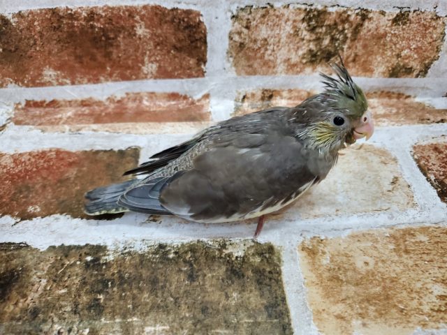 久しぶり?並オカメインコ! オカメインコ