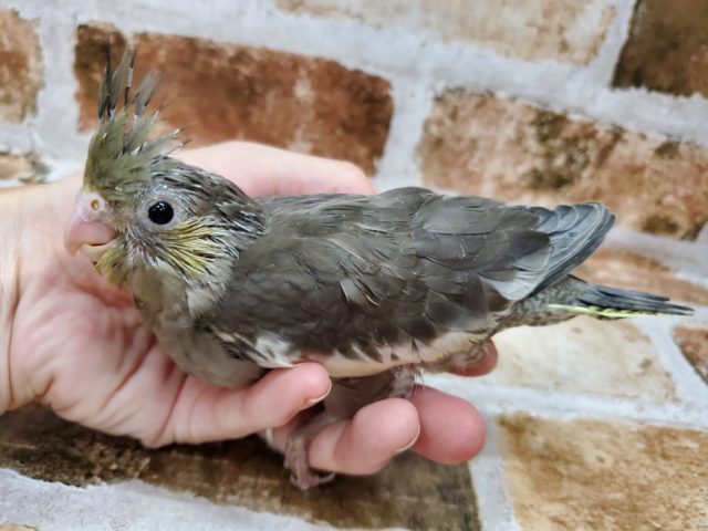久しぶり?並オカメインコ! オカメインコ