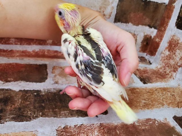 オカメインコ