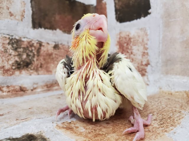 オカメインコ