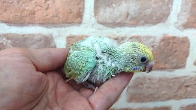 セキセイインコ