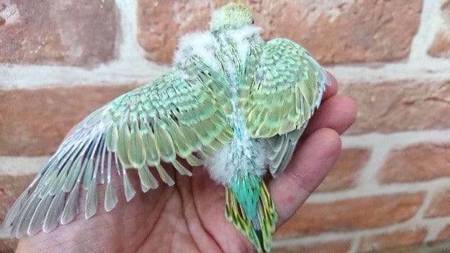 セキセイインコ