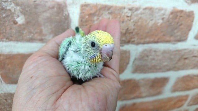 セキセイインコ