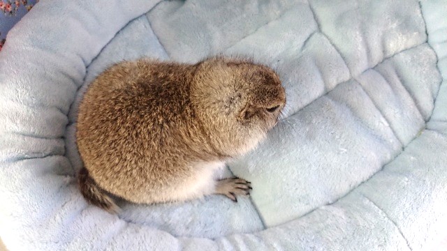 リチャードソンジリス