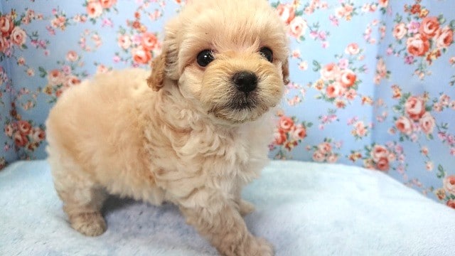 もっこもこのMIXわんこ!(マルチーズxトイプードル)きましたっ マルプー