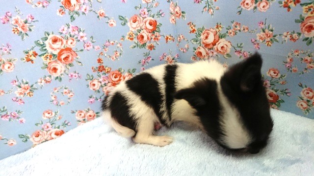 遊ぶの好きです!チワワ~~ チワワ