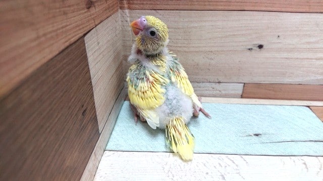 セキセイインコ