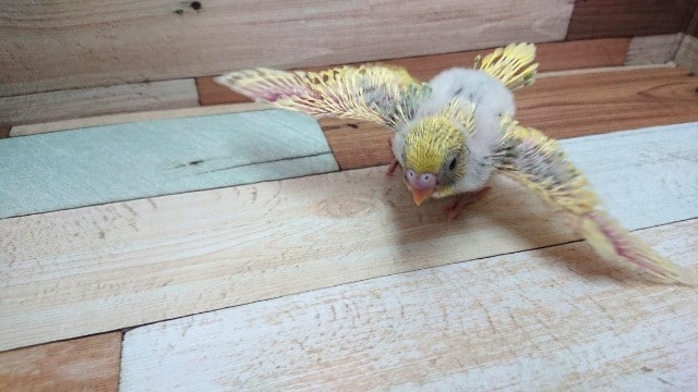 セキセイインコ