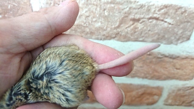 可愛い!しかも~もみ応えがたまりません! マカロニマウス! マカロニマウス(ファットテールジャービル、オブトアレチネズミ)