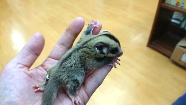 フクロモモンガ