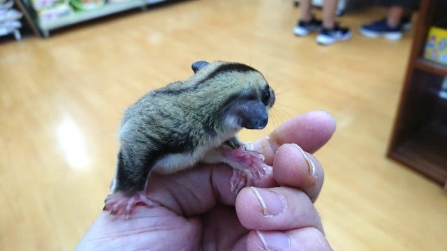 フクロモモンガ