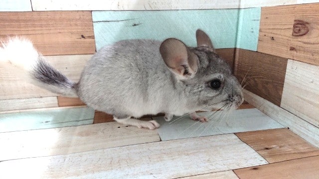 チンチラ