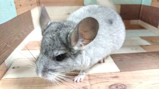 チンチラ