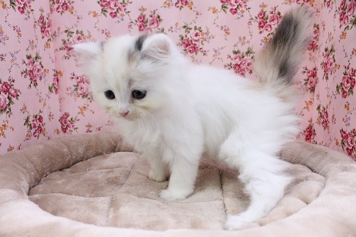 スコティッシュフォールド