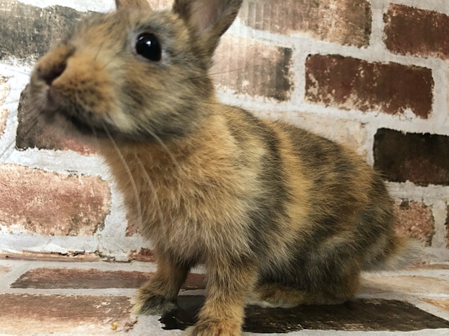 ネザーランドドワーフ