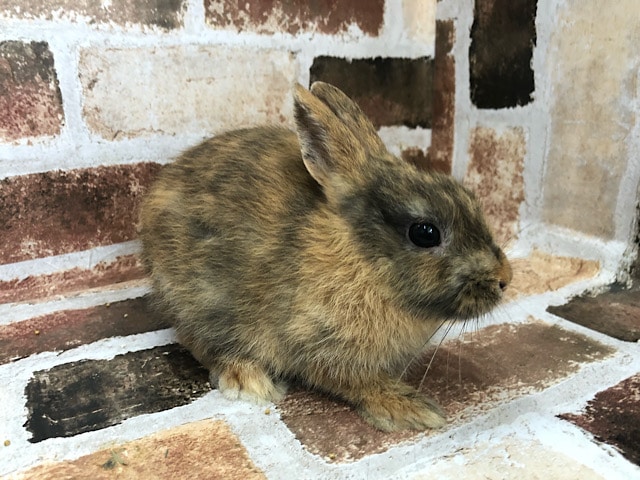 ネザーランドドワーフ