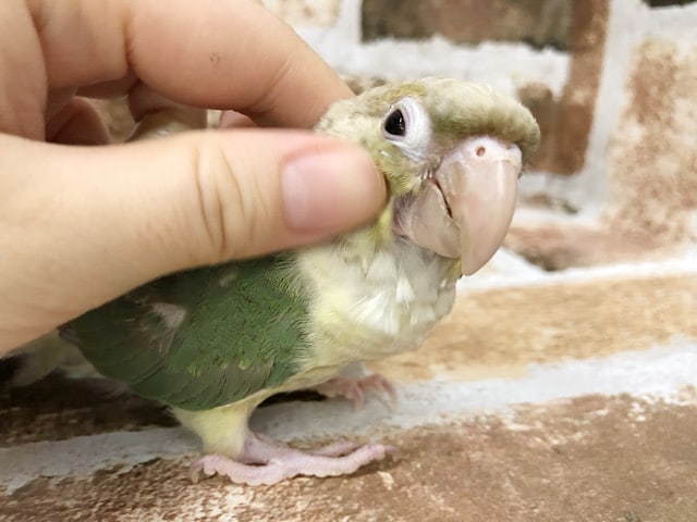 ホオミドリウロコインコ