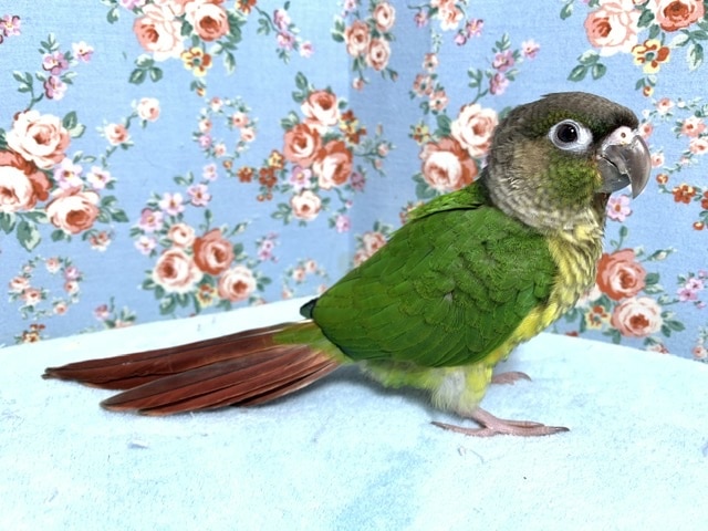 ワキコガネウロコインコ