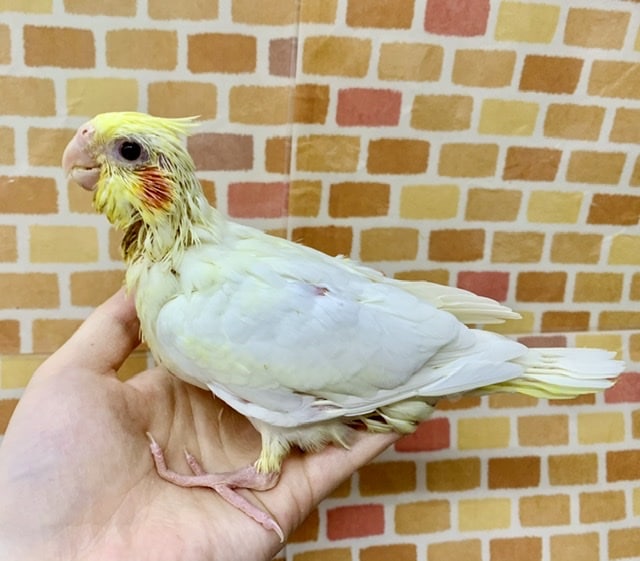 手乗りオカメインコ ルチノー ヒナ 7月12日 オカメインコ