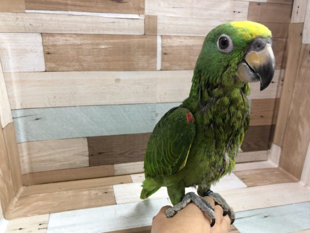 キビタイボウシインコ