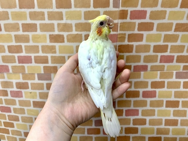 手乗りオカメインコ ルチノー ヒナ 7月12日 オカメインコ