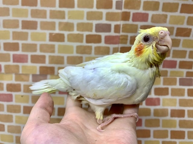 手乗りオカメインコ ルチノー ヒナ 7月12日 オカメインコ