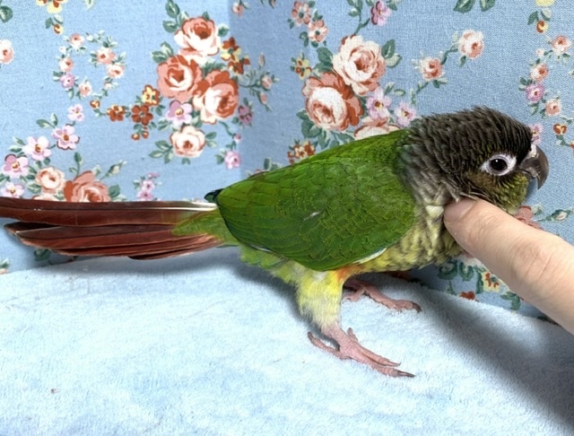 ワキコガネウロコインコ