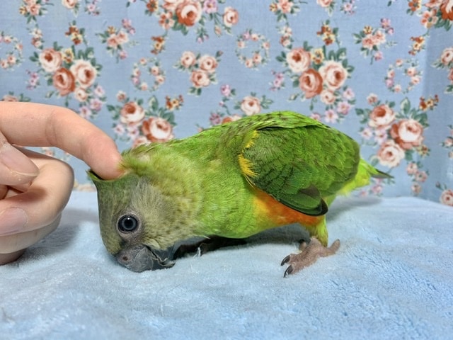 セネガルパロット