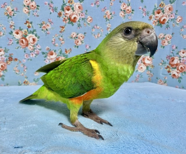 セネガルパロット