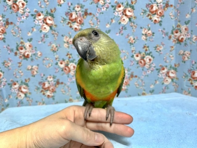 セネガルパロット