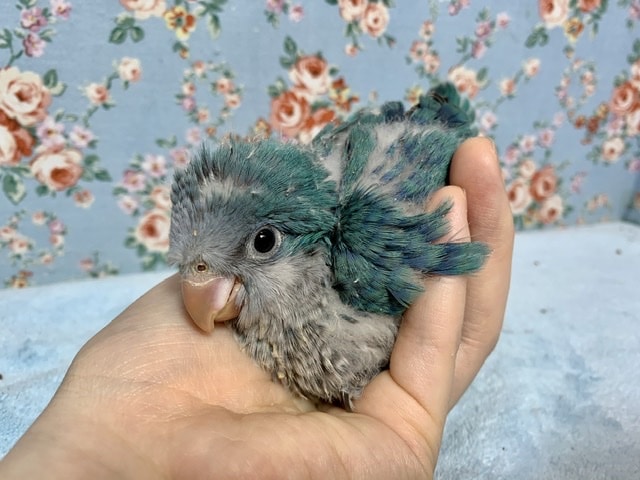 オキナインコ
