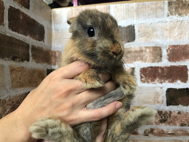 ネザーランドドワーフ