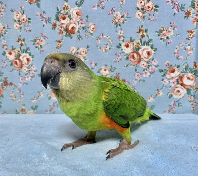 セネガルパロット