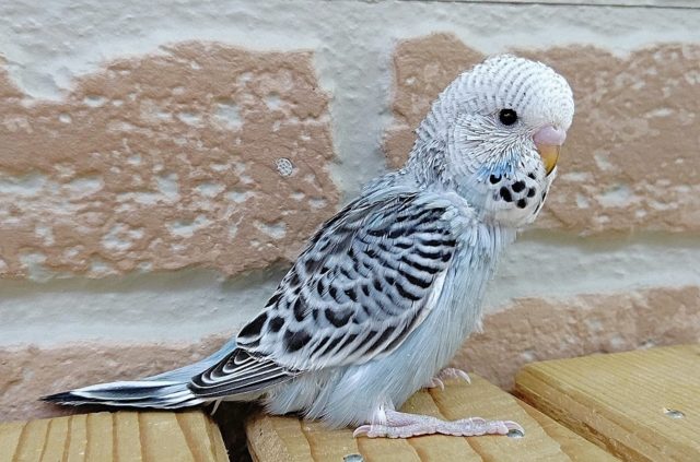 ジャンボセキセイインコ