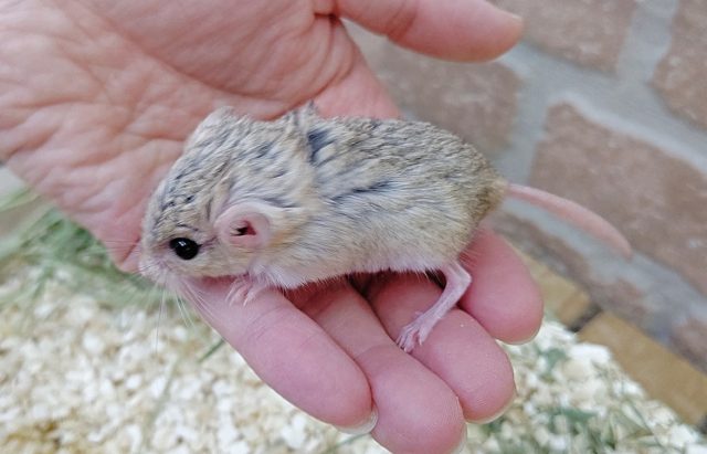 マカロニマウス（ファットテールジャービル、オブトアレチネズミ）