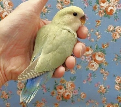 コザクラインコ（小桜インコ）