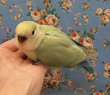 コザクラインコ（小桜インコ）