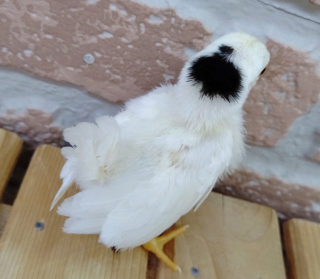 碁石チャボ（ゴイシチャボ）