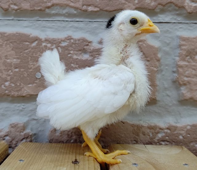 碁石チャボ（ゴイシチャボ）