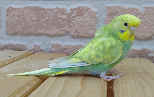 羽衣セキセイインコ
