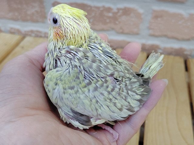 オカメインコ